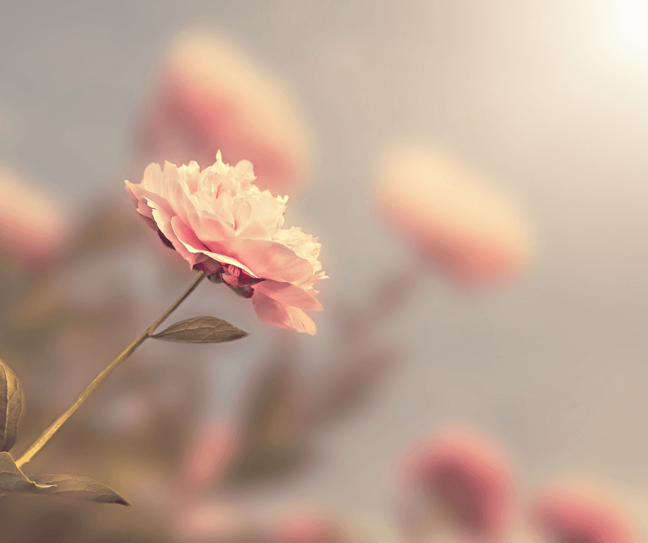 Projekt bez nazwy - 2025-12-29T114602.336