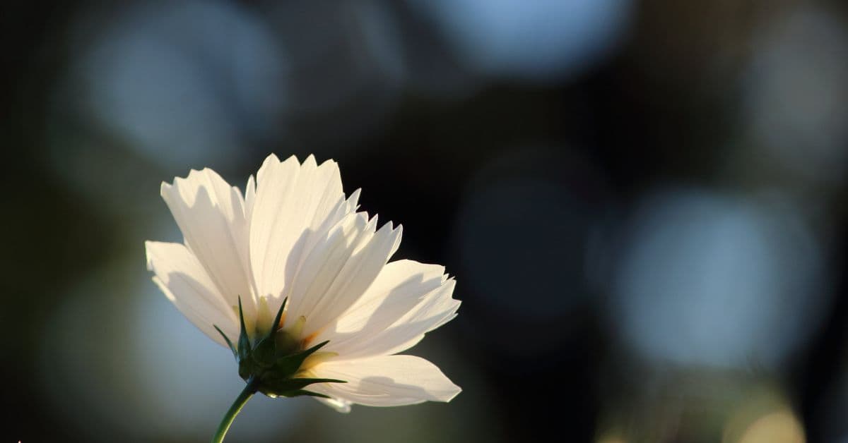 ie (Reklama na Facebooka) - 2025-03-09T073516.368