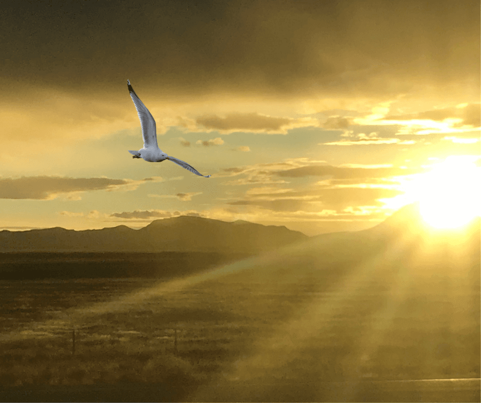 ie - 2024-11-18T003331.816