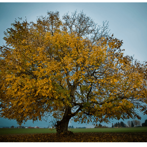 Bez nazwy (Logo) (36)