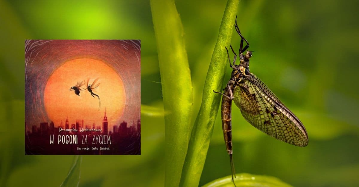 ie (Reklama na Facebooka) - 2024-12-28T190342.017