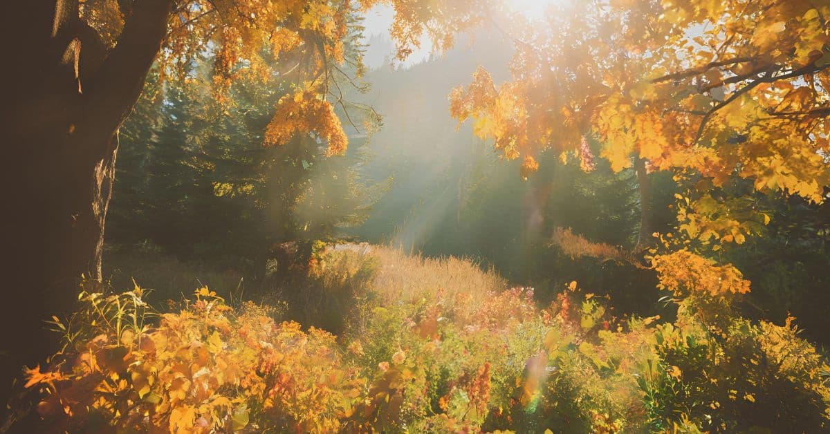 ie (Reklama na Facebooka) - 2024-12-31T084853.952