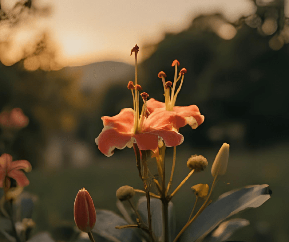 Projekt bez nazwy (36)