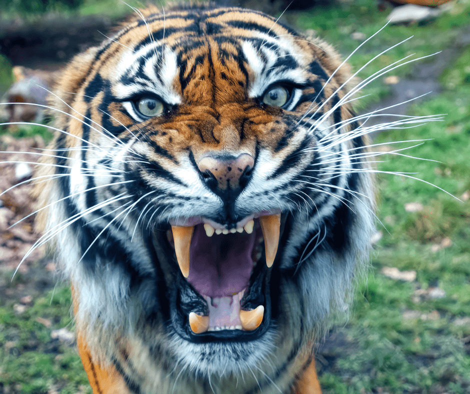 Brązowy Vintage Zdjęcie Kolaż Post na Facebooku (37)